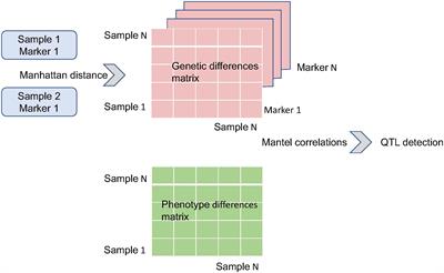 Space Radiation Alters Genotype–Phenotype Correlations in Fear Learning and Memory Tests